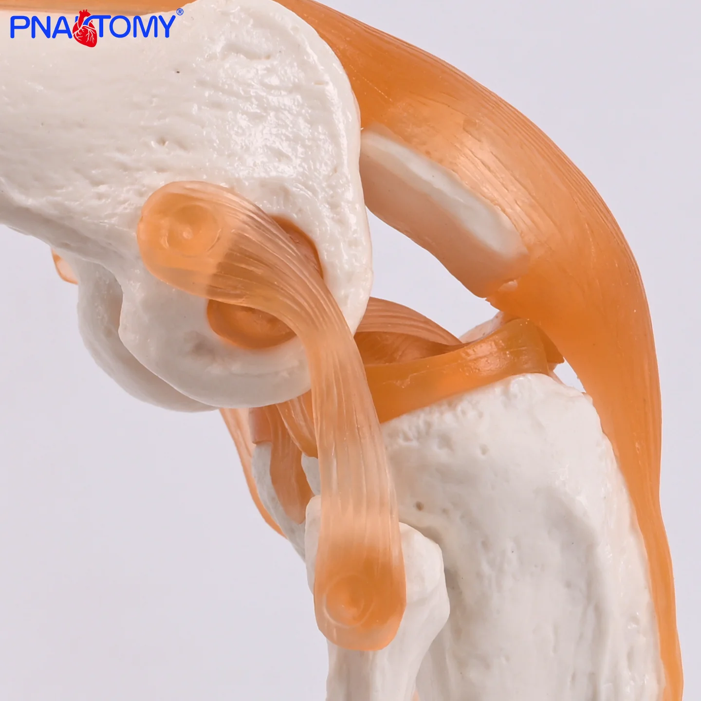 Life-Size Knee Joint Model 5