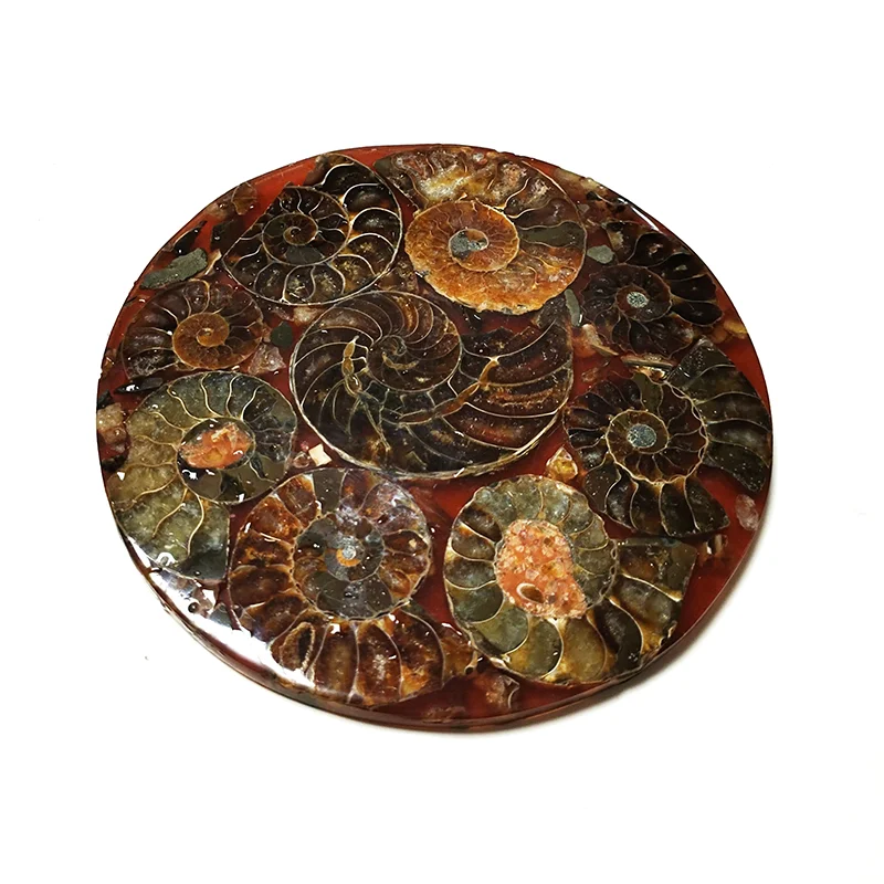 11CM Natural Ammonite Disc Conch Nautilus Specimen Healing Decoration Gift Coaster Art Disc Quartz Crystal Cup Mat Stone 5