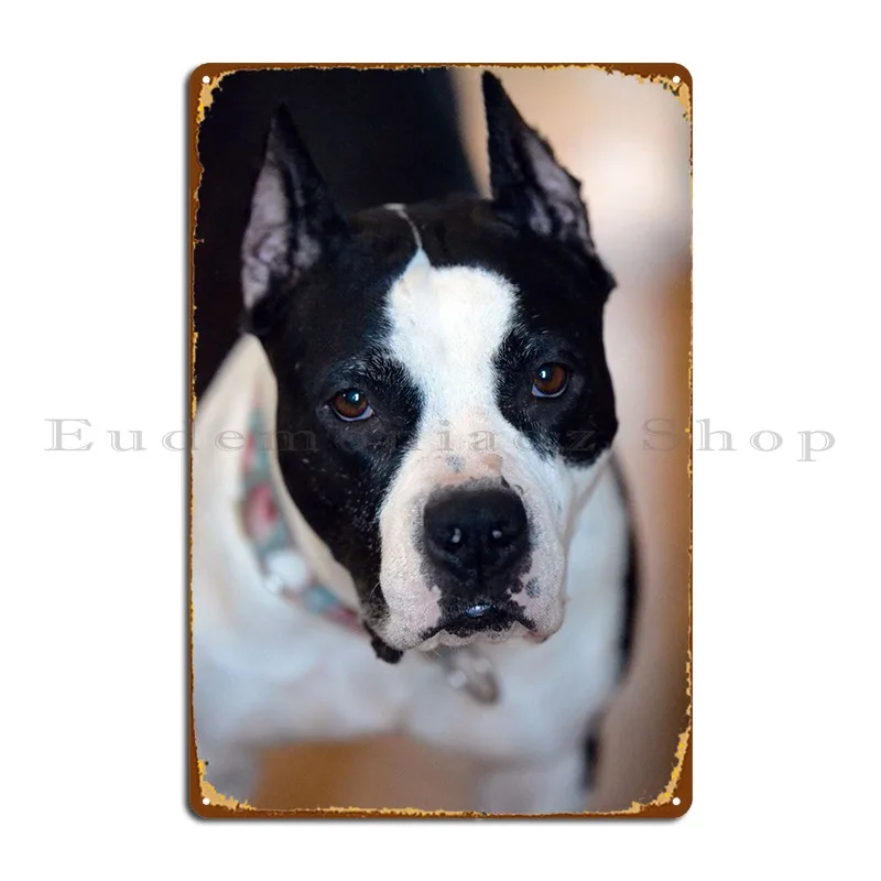 Amstaff Targa In Metallo Poster Club Club Bar Cave Designs Garage Tin Sign Poster