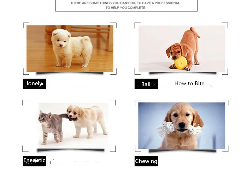 Squicky & Co luxury dog toys designed for joyful and engaging playtime