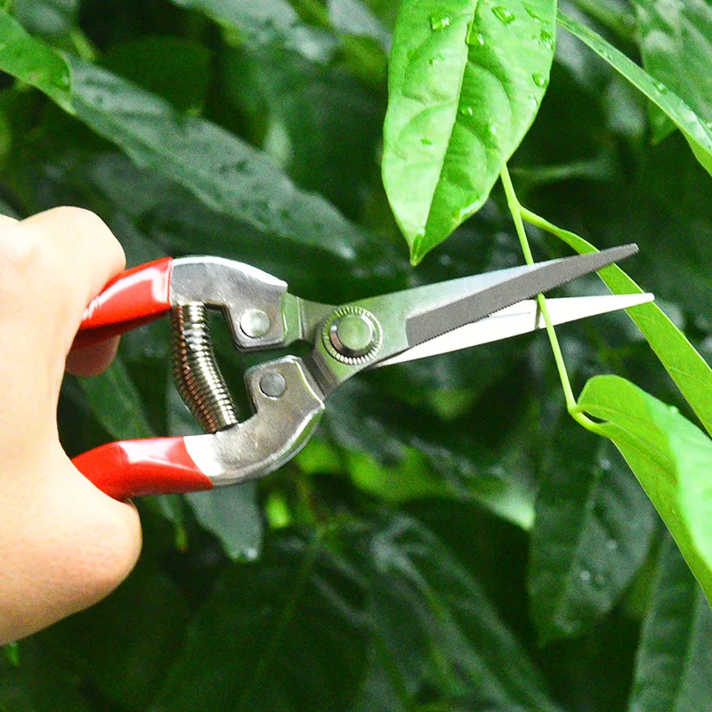 Stainless Steel Pruning Scissors Gardening Scissors Household Fruit Picking Grape Scissors Garden Branch Pruning Tools