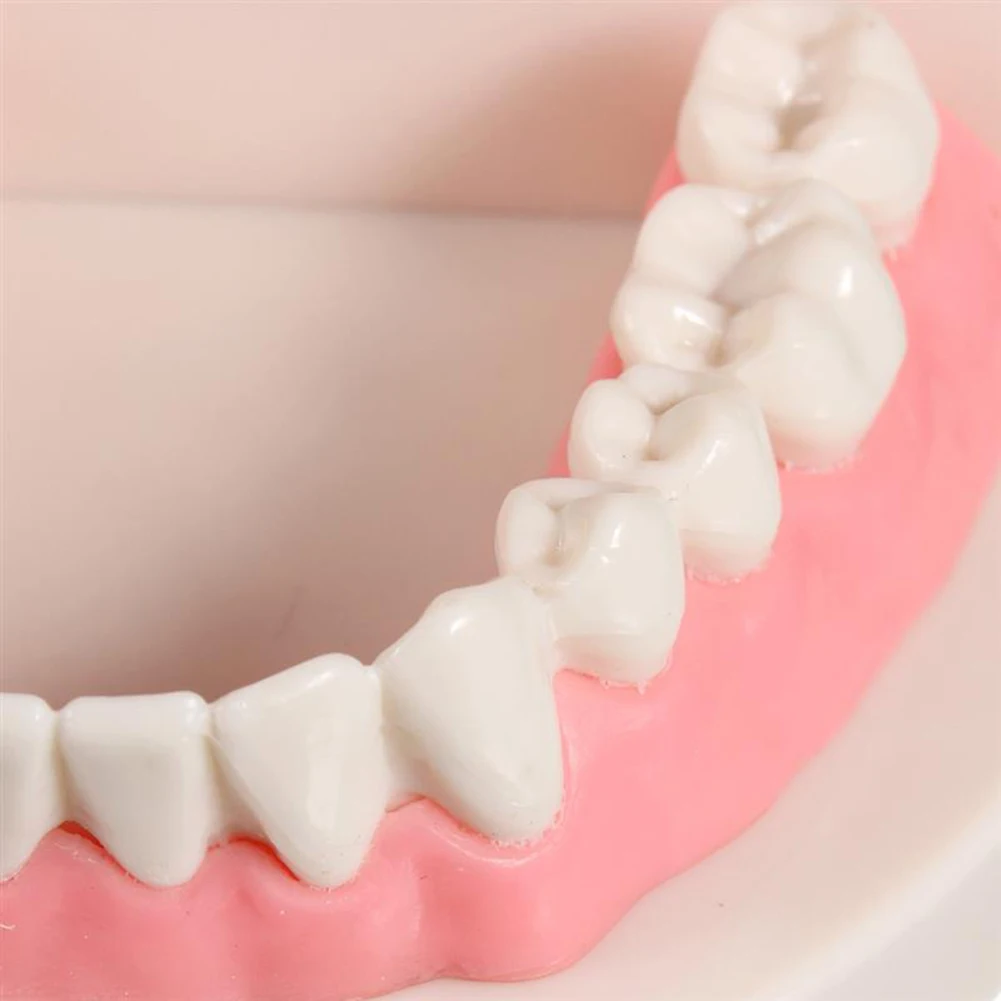 PVC 의료 연구 치아 모델, 거대한 표준 소형 치과 모델, 구강 건강 관리, 유용한 가정 가구, 치과 가전 제품