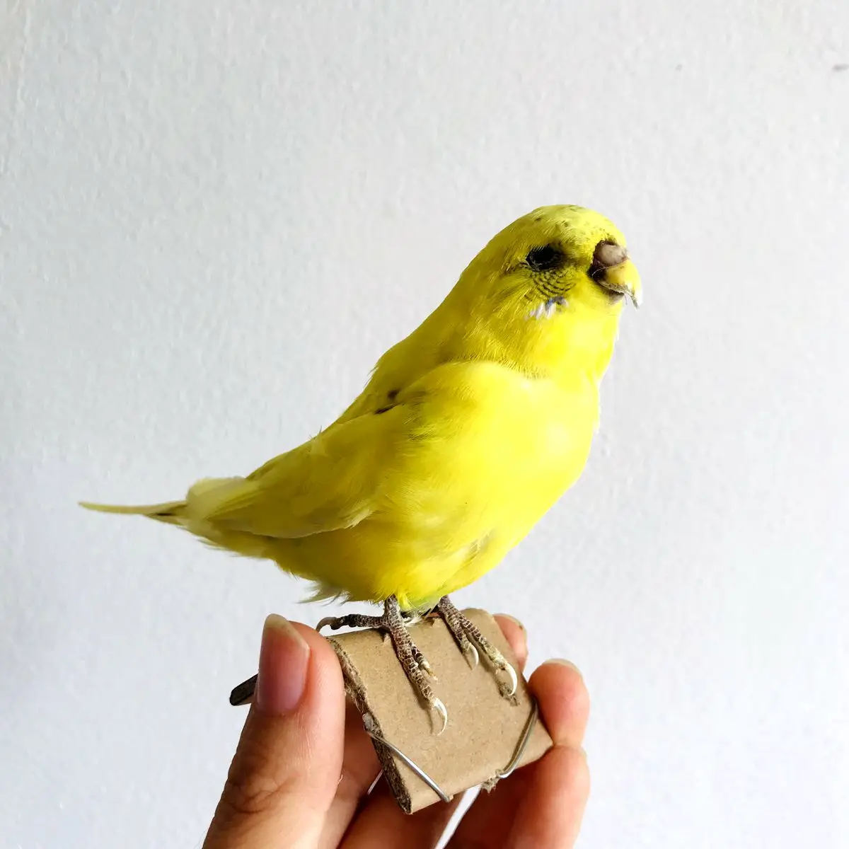 Taxidermy stuffing Eurasian yellow colour Melopsittacus undulatus / Budgerigar Budgie Parrot specimen Teaching / Decoration & 3