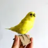 Taxidermy stuffing Eurasian yellow colour Melopsittacus undulatus / Budgerigar Budgie Parrot specimen Teaching / Decoration & 3