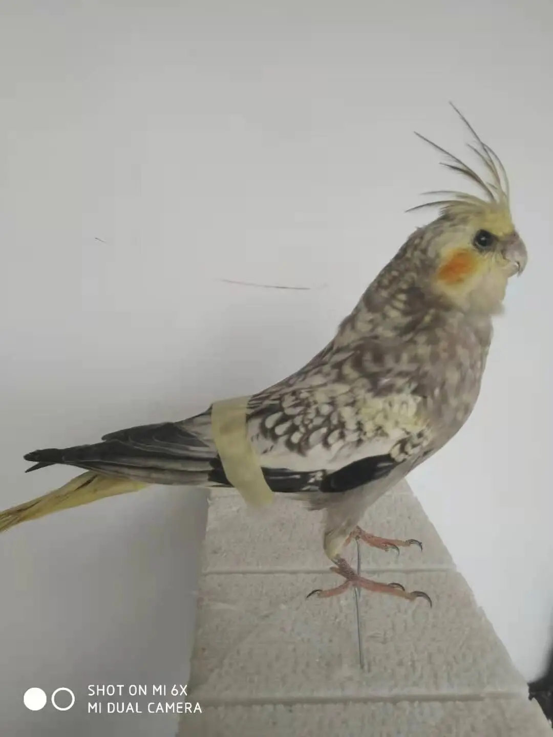 

Taxidermy stuffing Eurasian Cockatiel specimen，Nymphicus hollandicus specimen Teaching / Decoration