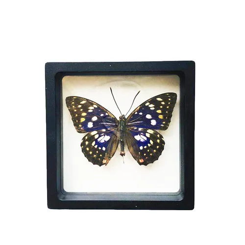 1pcs Real Butterfly Specimen Insect Home Decor Photo Frame   Desk Decoration Figurines Birthday Gift Teaching Training 