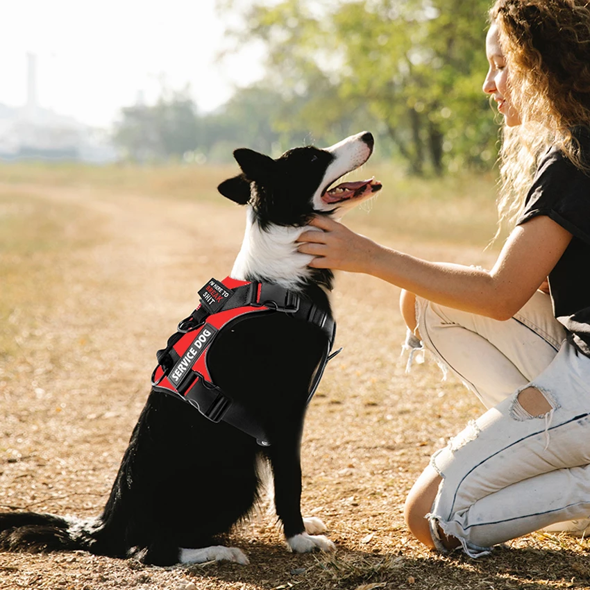 no pull dog harness