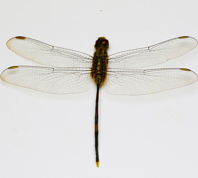 装飾的なインテリアの彫像,本物のトンボ,昆虫,工芸品,教育研究