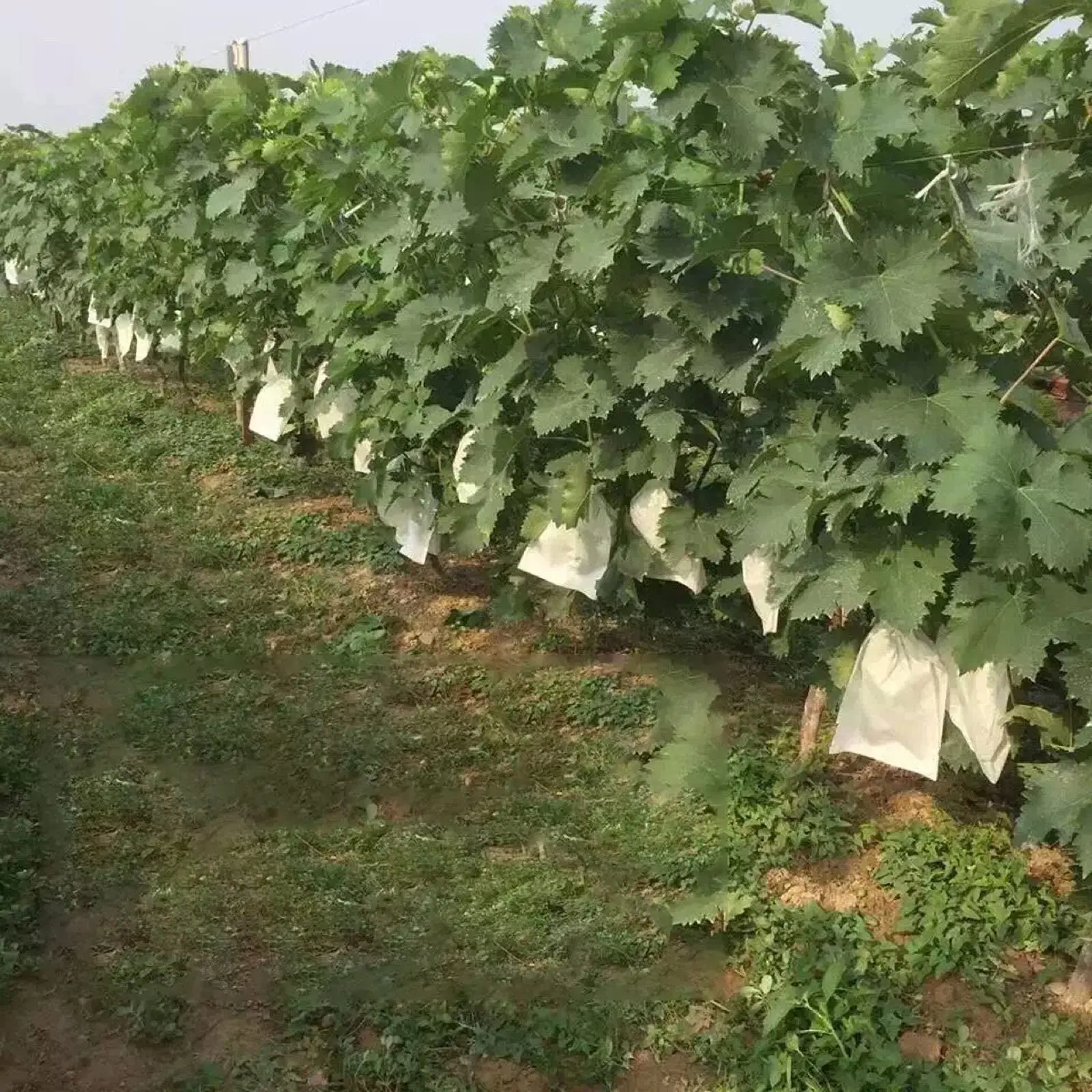 100PCS Grape Apple Protection Bags Tree Mosquitoes Anti Bird Drawstring Net Bag Agriculture Pest Control Plants Grape Bags