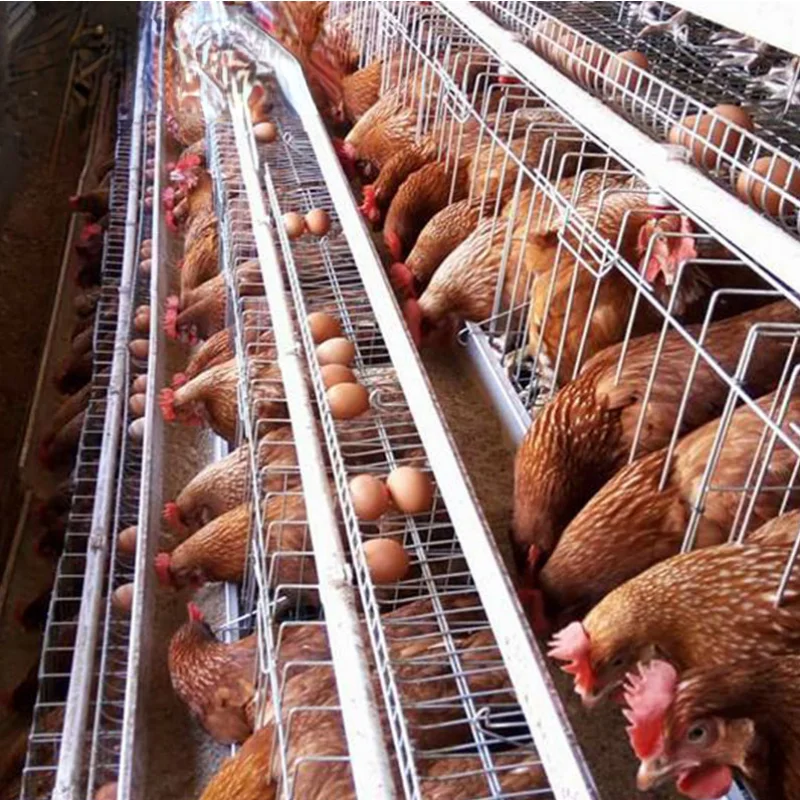 

3 tiers 4 tiers layer chicken egg cage battery cages for chicken farm