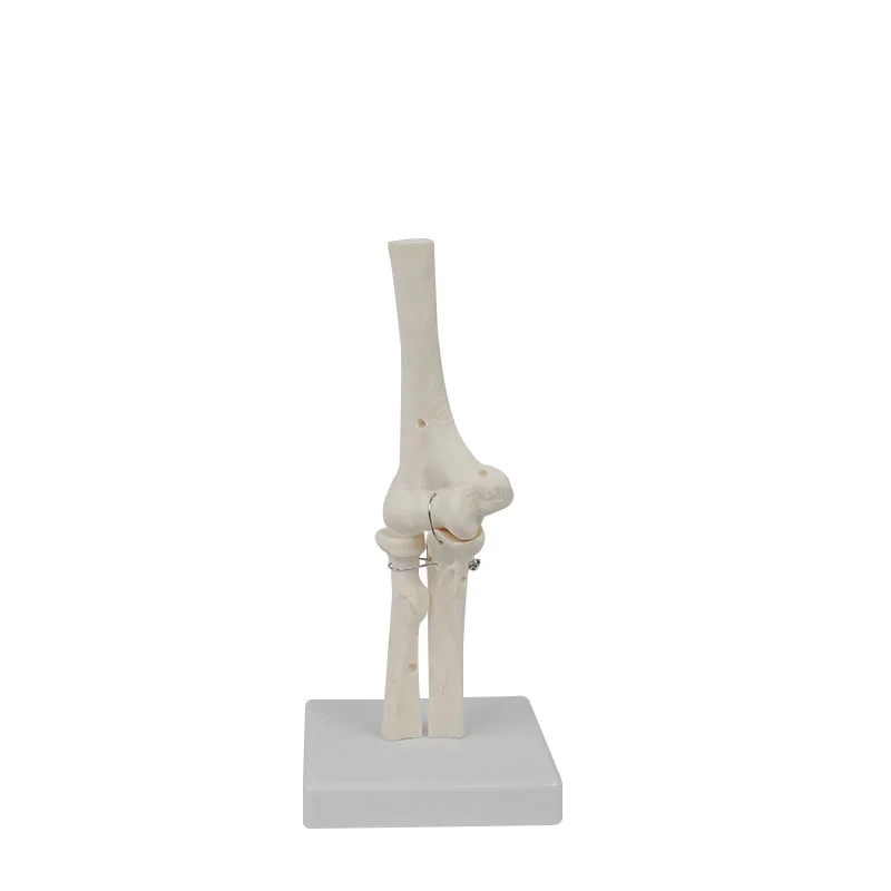 Human Elbow Joint Anatomy Model Medical Science Teaching Resources