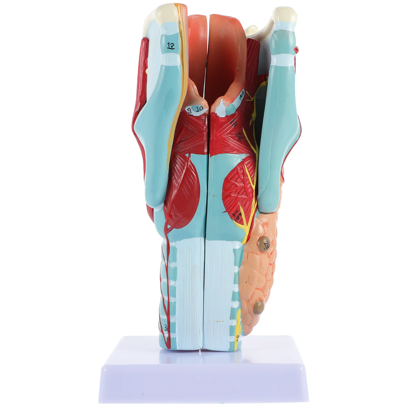 

Laryngeal Model Laryngeal Model Laryngeal Model Human Anatomy Teaching Model