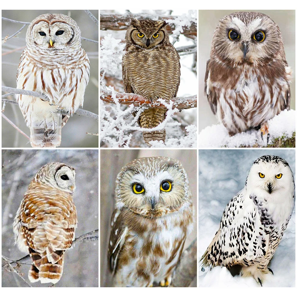 Evershine 5D Diamond Embroidery Owl DIY Animal Diamond Painting Kit Picture Of Rhinestones Handicrafts Gift Home Decoration