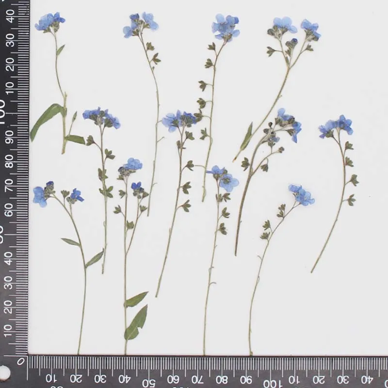 Dried Pressed Flowers Resin Dried Flowers Real Pressed Dried