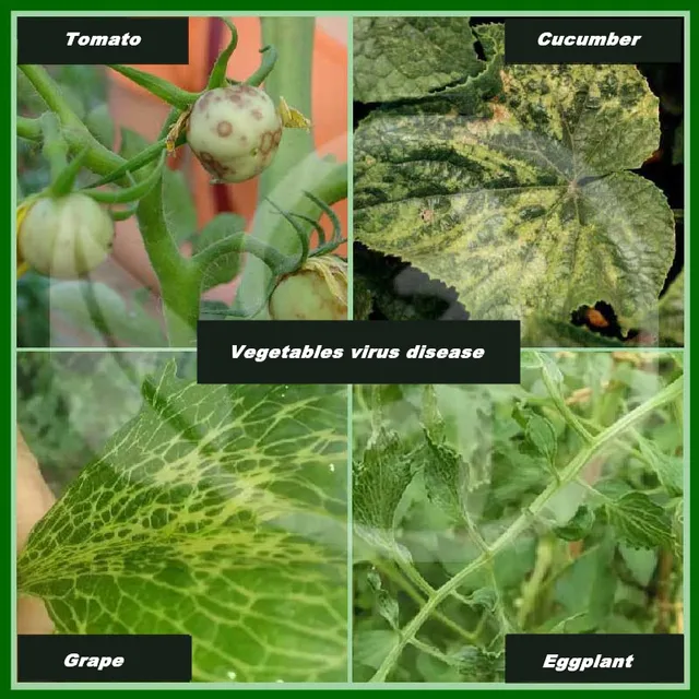 15 G Moroxidin -Hidroklorid+Cupric -Acetát -Monohidrát -20% A Zöldségek Vírusbetegségének Megelõzése És Gyógyítása Az Otthoni Kertben - Image 3