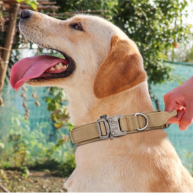 Durable Dog Collar Set 6