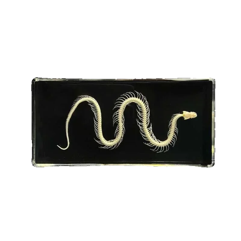 1 Pcs Complete Specimen of Snake Skeleton/ Real Bone/Collection/Garden, Water Tank Decoration Gothic Decor 4