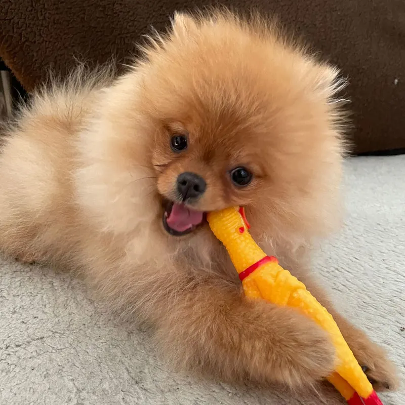 

pet dog Rubber Duck Squeaky Chew Bite Resistant Toy Puppy Training Interactive Toys screaming chicken toy squeeze sound