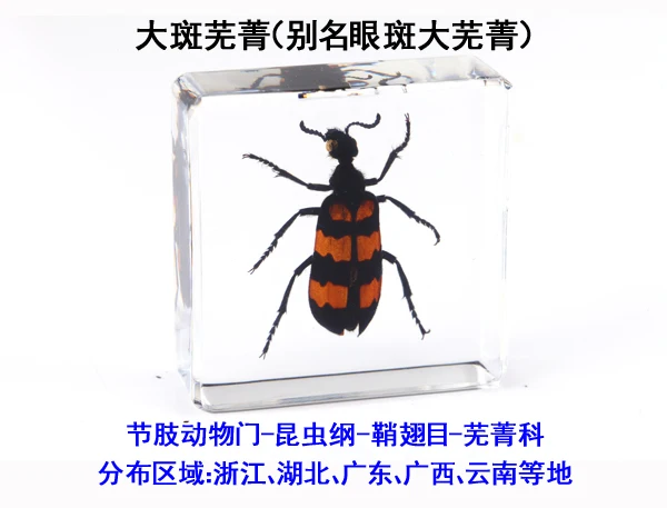 Fine beetle real insect resin specimen locust celestial beetle crab beetle ant bee firefly 6