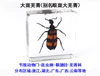 Fine beetle real insect resin specimen locust celestial beetle crab beetle ant bee firefly 6