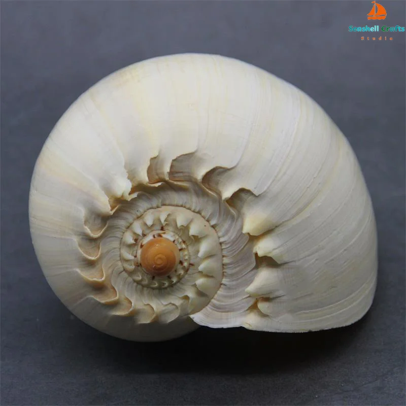 Conch shell decoration 17-22cm natural conch shell for aquarium landscaping