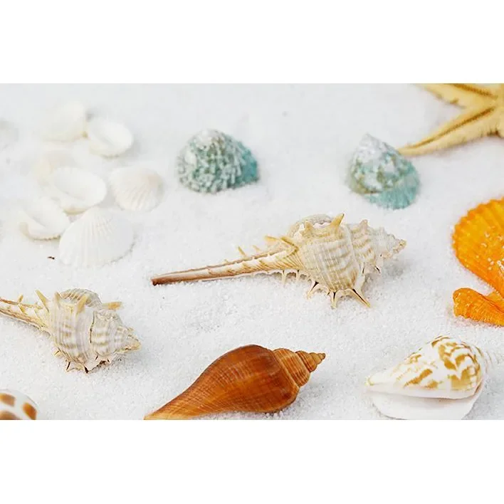 Snail shells and star decorated photography props