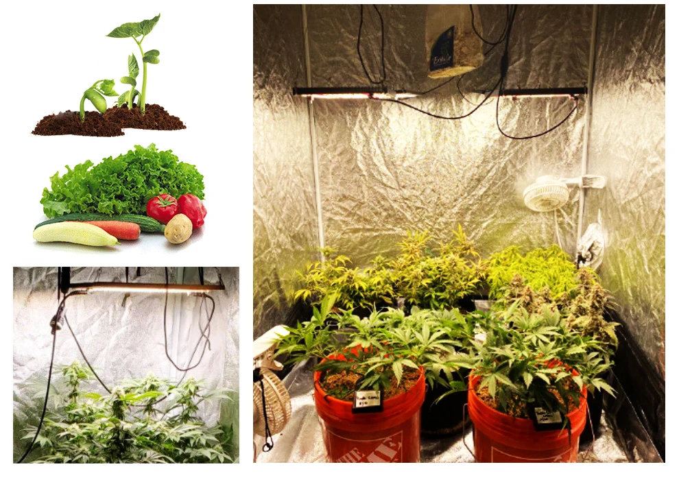 LED Grow Light 120W 240W LM301H Full Spectrum Hydroponic Growing Lamp for Plant Growth Lighting Veg Flowers Greenhouse 12