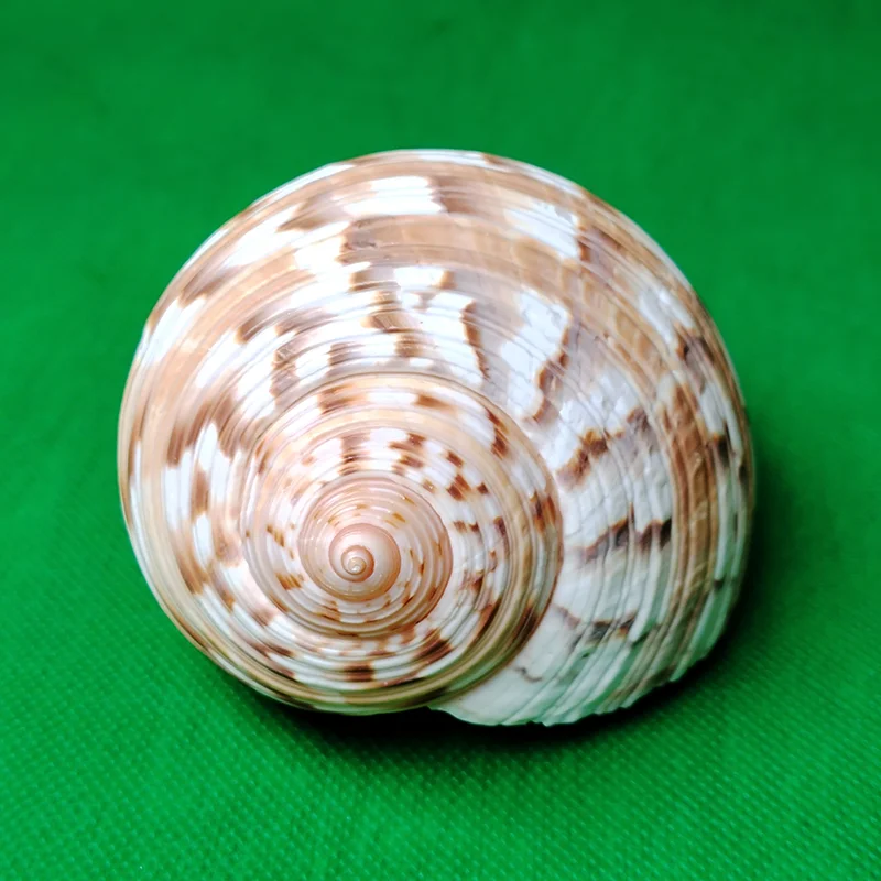 Conch Shell Decoration 9-10CM Tonna Dolium Shell Big Partridge Tun Seashell for Collection Wedding Decorations Fish Tank DIY Party and Table Decor
