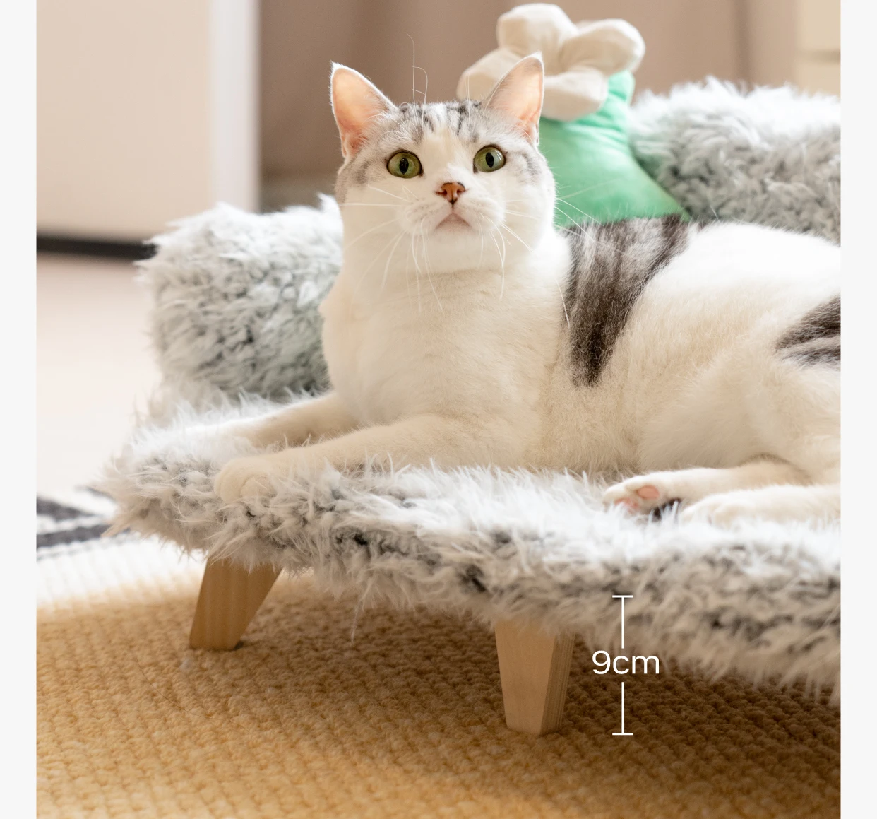 Cat relaxing on an elevated dog bed