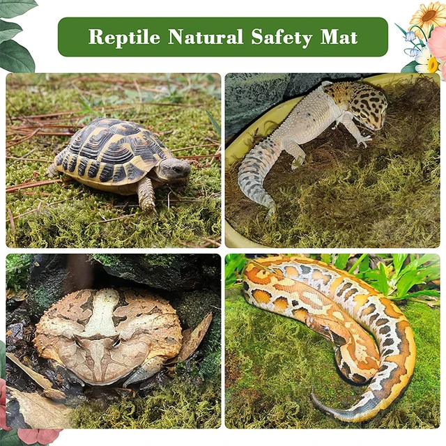 Sphagnum Moha 500 G Szárított Erdei Cserepes Keverék Növényekhez Természetes Húsevő Növény A Hüllőkhez Terrárium Dekorációhoz - Image 4