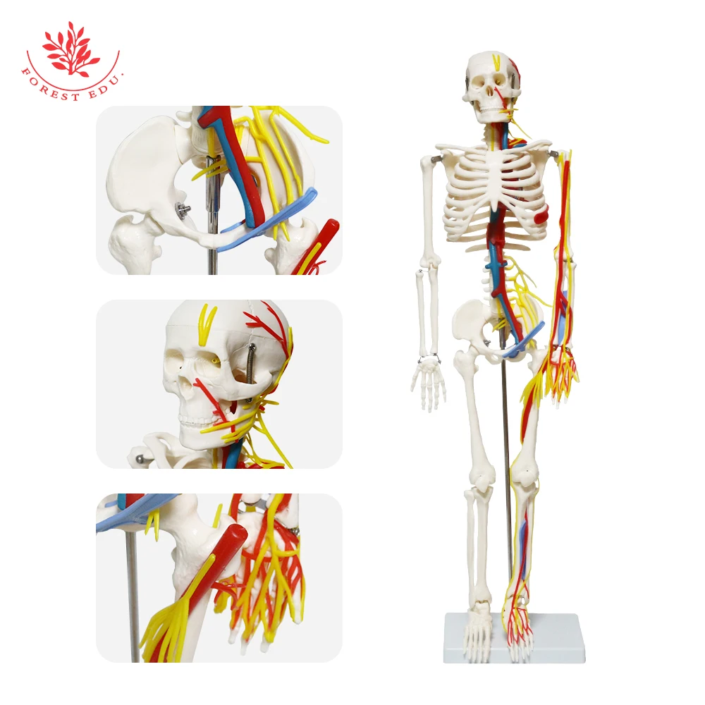 Anatomical Model FRT013 1/2 Life Size 85cm Human Skeleton Include Nerve Blood Vessels,Heart Medical Science Teaching Resource