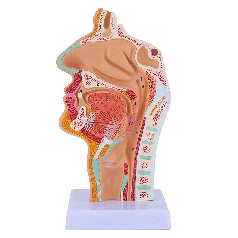 

2X Nasal Cavity Throat Anatomy Model Human Anatomical Pharynx Larynx Model For Students Study Display Teaching