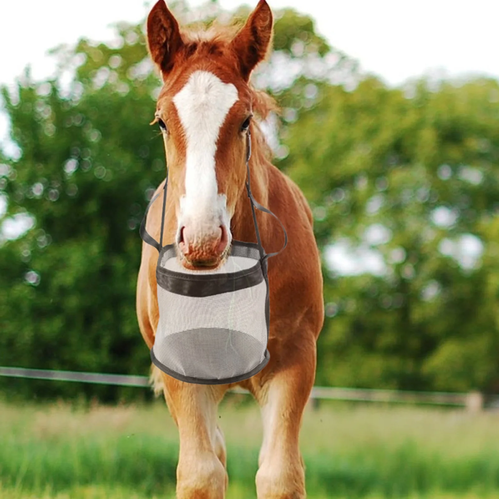 Horse Slow Feeder Grain Purchase Cheap clc.cet.edu