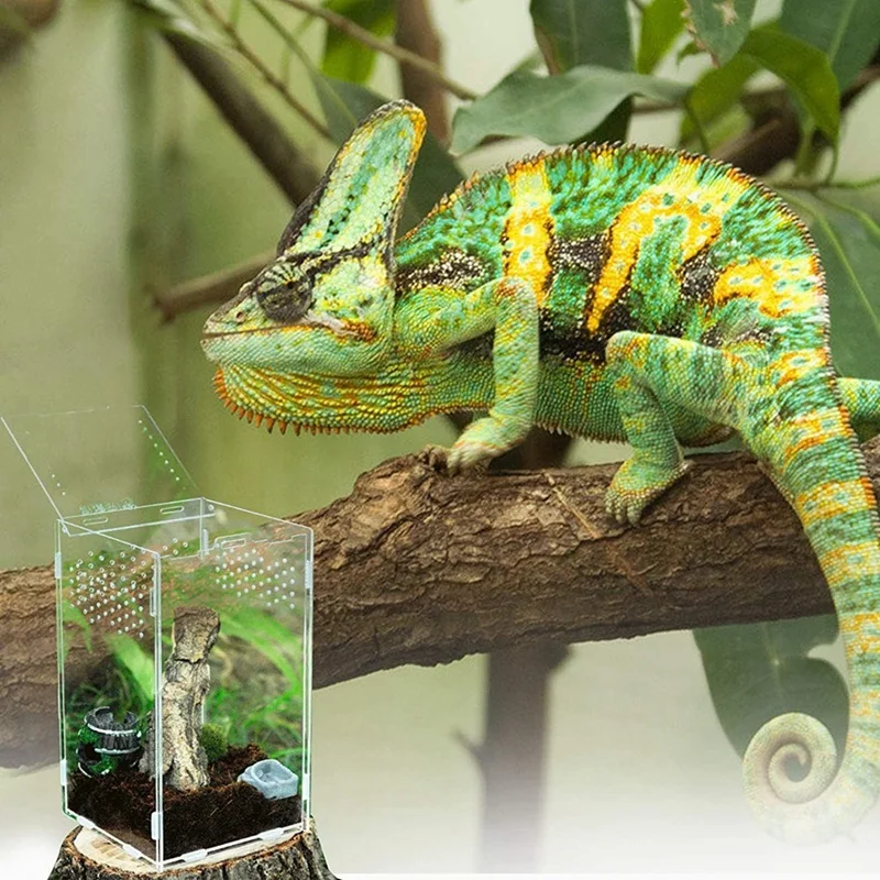 Reptile Terrarium Box Reptile Food Box Fit For Spiders, Horned Frogs,Pet Snakes And Other