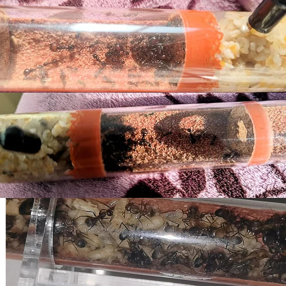 Casa de tubos de ensayo de bambú para granja de hormigas, nido de hormiga  para mascotas, tubo de yeso, taller de hormiguero, Castillo, hormiga reina  para criar, accesorios para nido de tubos de ensayo ..., image size:1000x1000