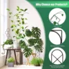 Climbing Plant Trellis Plant Support Garden Stake Stand Climbing Rack Iron Flower Trellis Frame Stand Holder Garden Decor 4