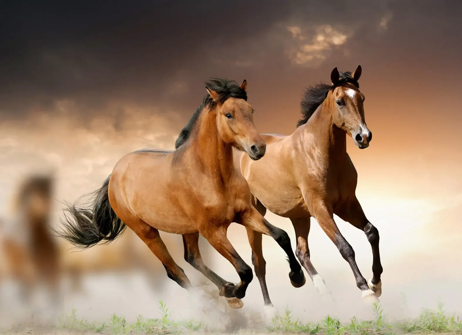 

Horses Running Art Silk Poster Print For Living Room Decor Home Wall Picture