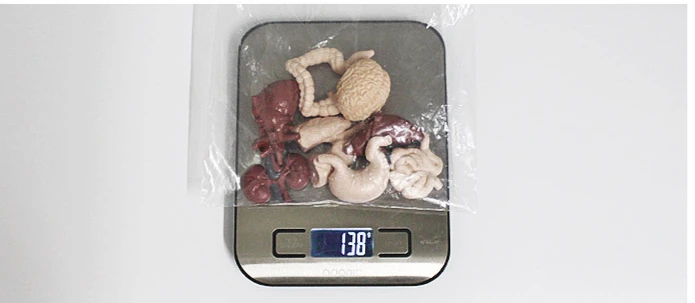 Simulated Human Organ Model Montessori Teaching Aids Children Brain Heart Gastrointestinal Liver Kidney Models Realistic Safe 5