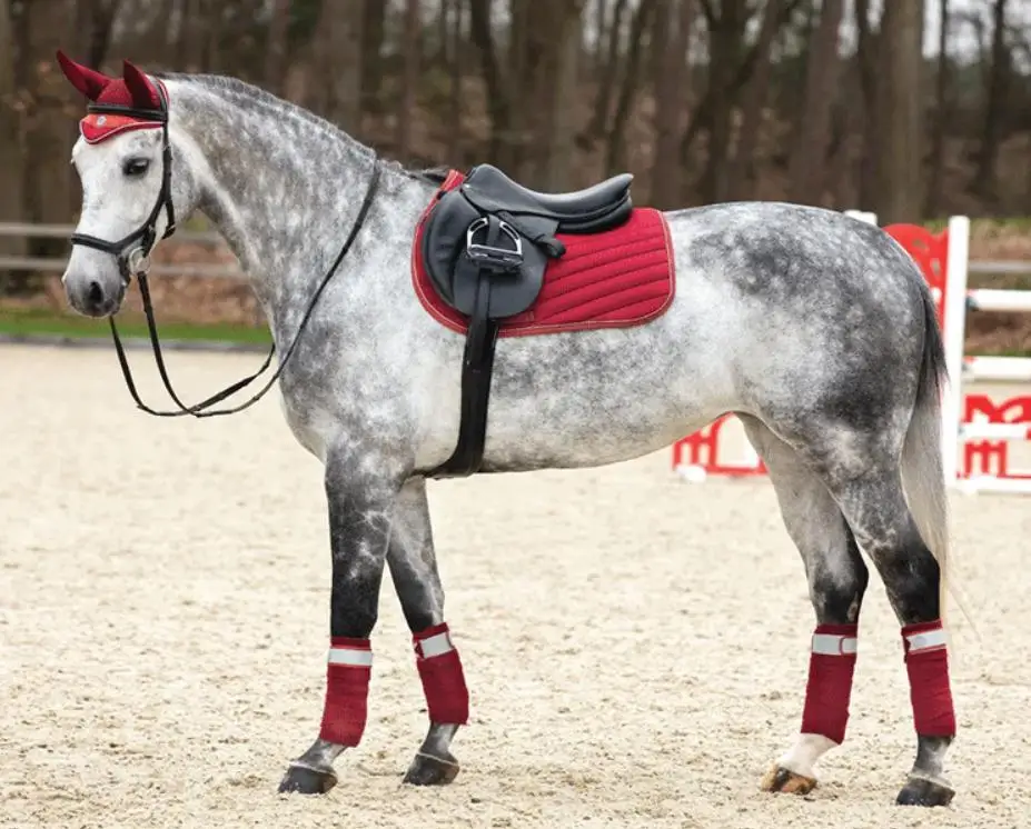 Horse Equestrian Riding Saddle Pad + Halter + Ear Cover + bandage