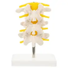 

Medical Three-section Lumbar Spine Model Lumbar Vertebrae Model for Teaching