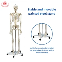  FRT001 Human Skeleton Model 180CM Life Size Clear Bone Texture Include Nerve Roots Plastic Anatomical Teaching Tool 