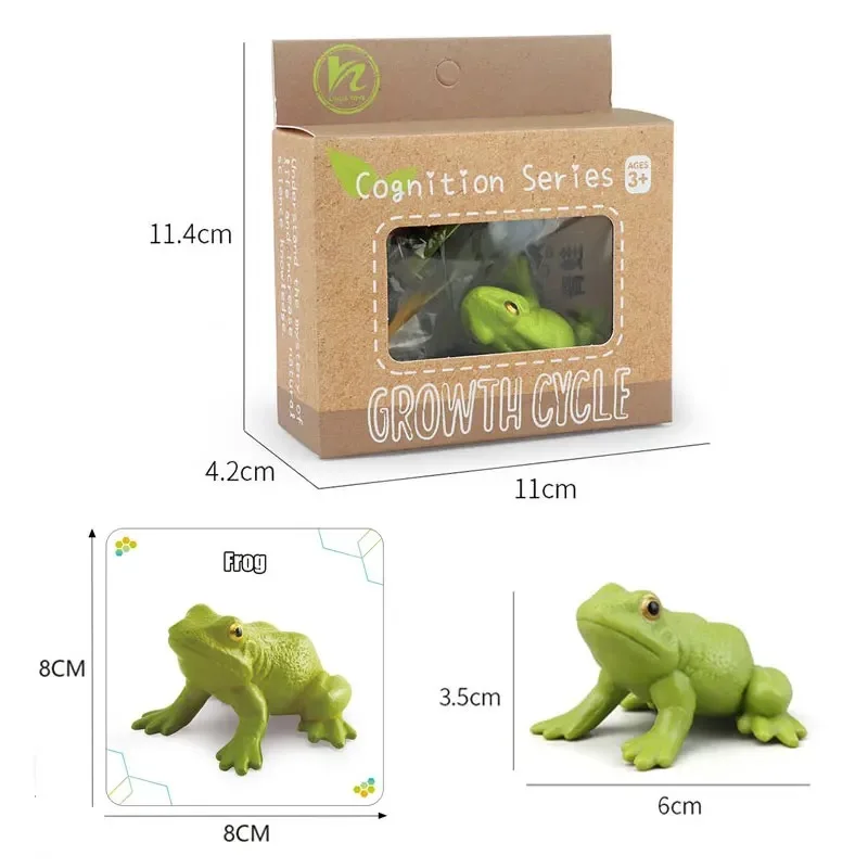 1 Box Animal And Plant Growth Cycle Examples Children Toy Insect Models Montessori Learning Aids 2