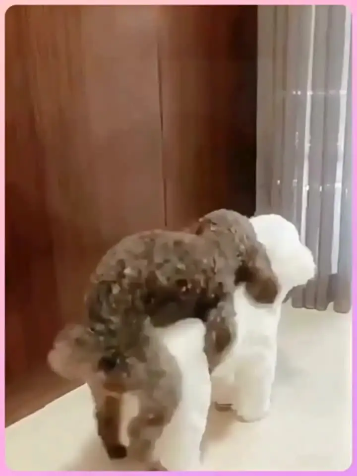 Juguete Para Perros Machos - Simulador De Apareamiento, Alivia El Estrés, Fácil De Limpiar, Varios Tamaños
