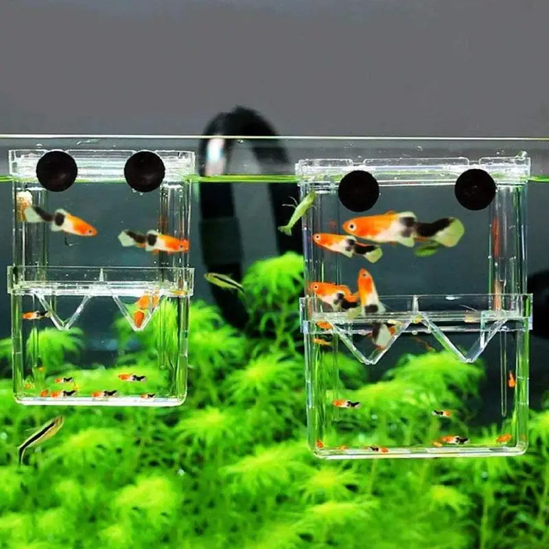 Guppy Fish Aquarium Tanks Guppy Fish Breeding Tank Fish Breeding