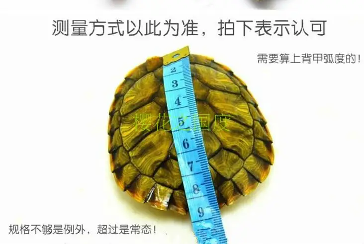 Real tortoise shell specimens play with scientific research and medicinal real tortoise shell ornaments household accessories 6