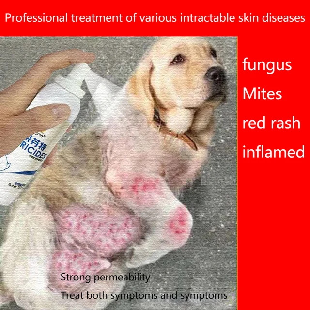 Picture of Dog Skin Diseases And Treatments
