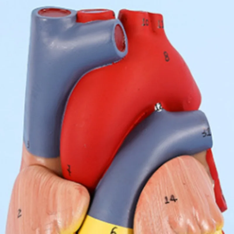 DARHMMY Life size human heart model Disassembled Anatomical Human Heart Model Anatomy Medical Teaching Tool human heart model