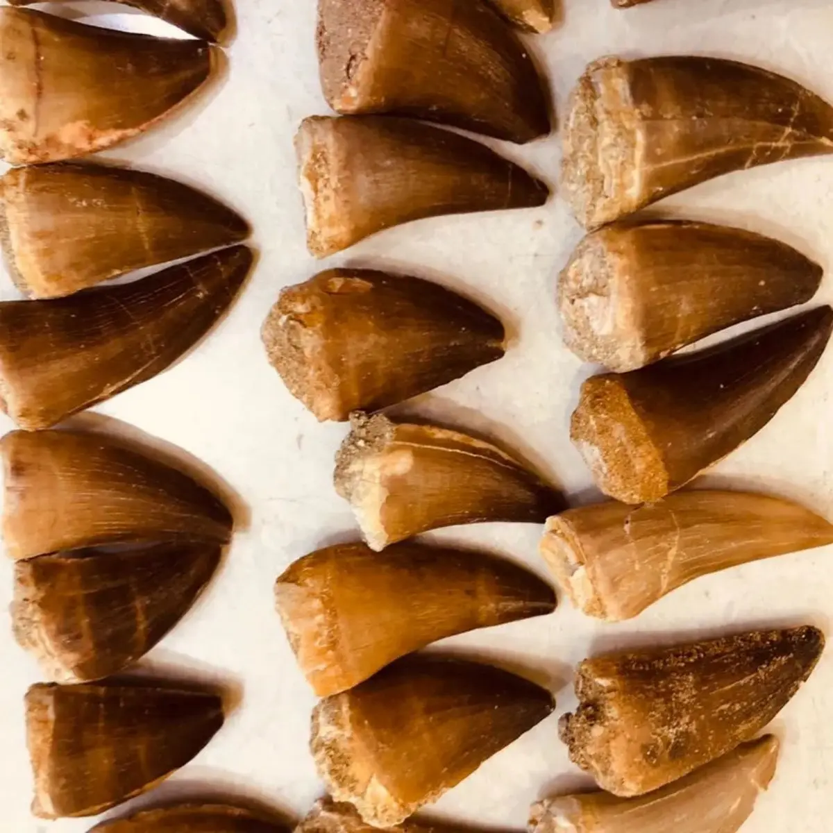 The Mosasaur Tooth Fossil In The Popular Science Specimen Of Prehistoric Paleontology Fossil Mosasaur Tooth Fossil In Morocco