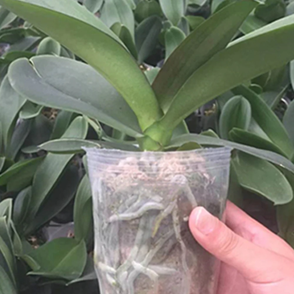 60 Pcs 1 Gallon Plant Nusey Pots,Plastic Pots With Dainage