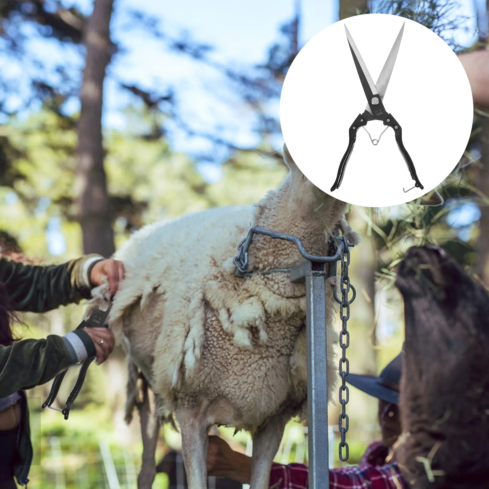 

Manual Wool Shearing Shear Stainless Steel Trimming Scissor Multifunctional Sheep Shear Wool Shear Hand Shears Sheep